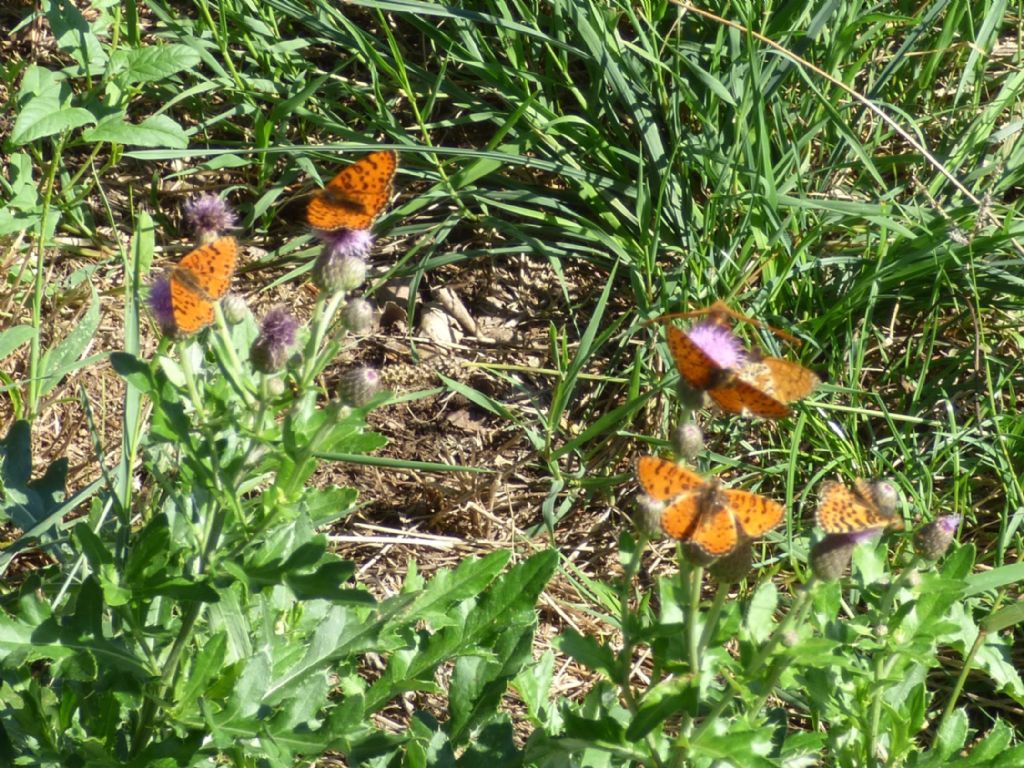 Melitaea didyma